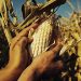 An Ama(i)zing Quote from the US on Mexico’s Corn Ban