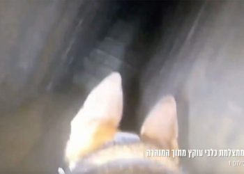 WATCH: Israel’s four-legged soldiers uncover Hamas tunnel in Gaza City