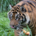 Man found dead at zoo after big cat seen ‘holding a shoe in its mouth’