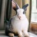 Biden and his team killed my plan to end animal tests and save bunnies