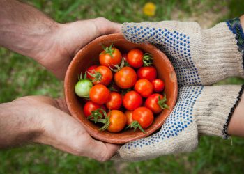 Edible Garden stock nearly doubles on Q1 earnings report