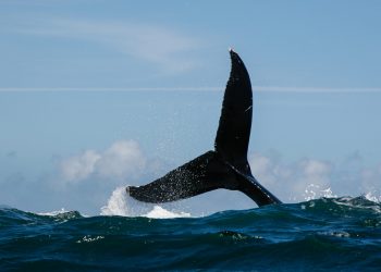 Convex Finance (CVX) drops sharply as whale dumps token