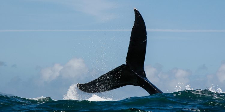 Convex Finance (CVX) drops sharply as whale dumps token