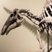 Ken Griffin’s $44.6 million stegosaurus skeleton acquisition sets auction record