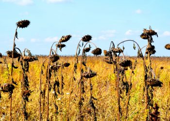 Romanian heatwave triggers severe drought, wipes out 90% of sunflower, corn yields