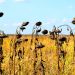 Romanian heatwave triggers severe drought, wipes out 90% of sunflower, corn yields
