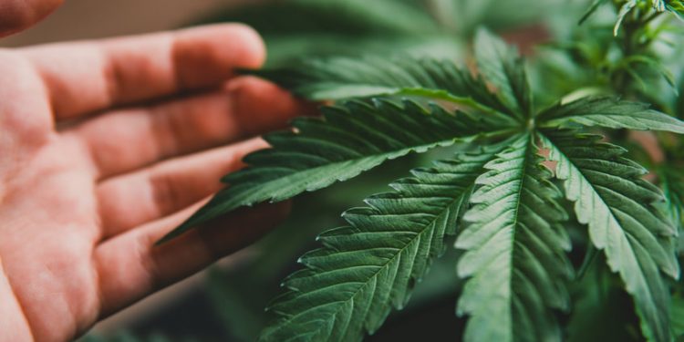 Aurora Cannabis posts profit with 87% EBITDA growth, shares jump 11%: Is it too late to invest?