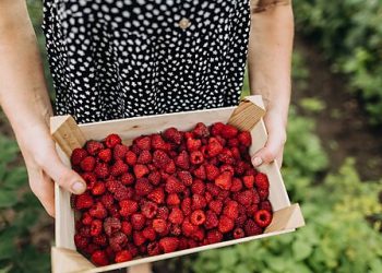 Senator Warren Is Way Off on Raspberries—and Americans’ Living Standards