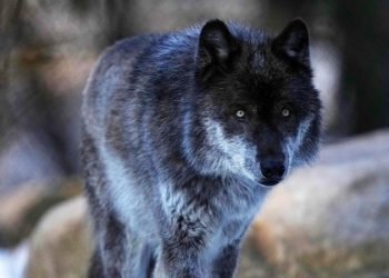 Biden admin moves to reinstate Trump-era rule, delist gray wolves from endangered species list