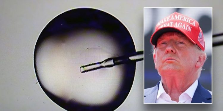 FLASHBACK: Trump seeks to expand fertility coverage, after Tim Walz once accused him of being ‘anti-IVF’