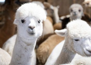 DOGE slashes nearly $1M for alpaca farming in Peru, other questionable grants in latest wasteful spending cut
