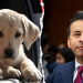 PETA, animal rights groups praise Trump admin for phasing out ‘cruel tests on dogs’ and other animals