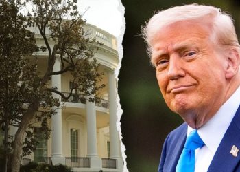 Does President Trump really need to cut down Andrew Jackson’s magnolia tree? Expert weighs in