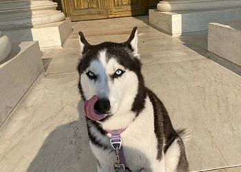 From Dog Leashes to Potty Breaks: Are We All Unwitting Criminals?