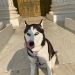 From Dog Leashes to Potty Breaks: Are We All Unwitting Criminals?