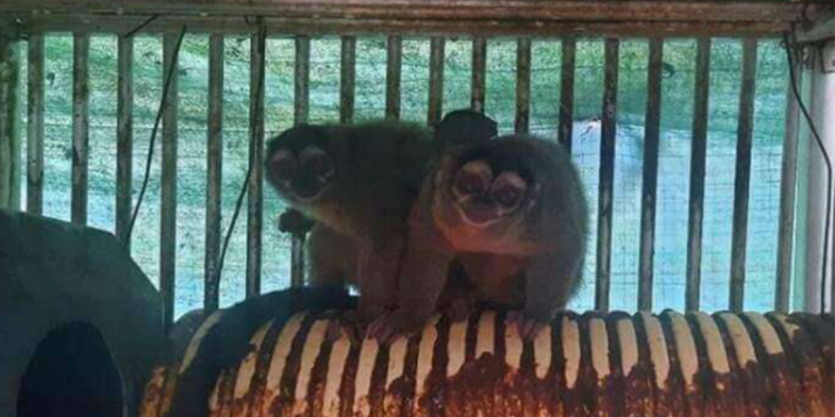 PETA applauds GOP lawmakers’ demand to halt NIH funding for ‘cruel’ overseas animal testing